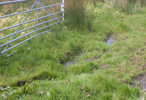 Coastal and Floodplain Grazing Marshes